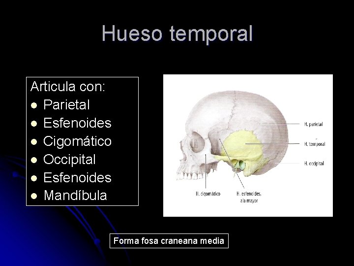 Hueso temporal Articula con: l Parietal l Esfenoides l Cigomático l Occipital l Esfenoides