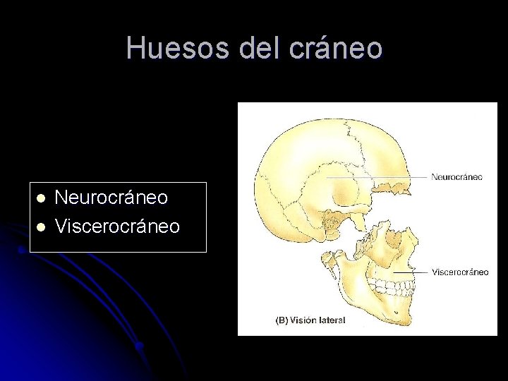 Huesos del cráneo l l Neurocráneo Viscerocráneo 