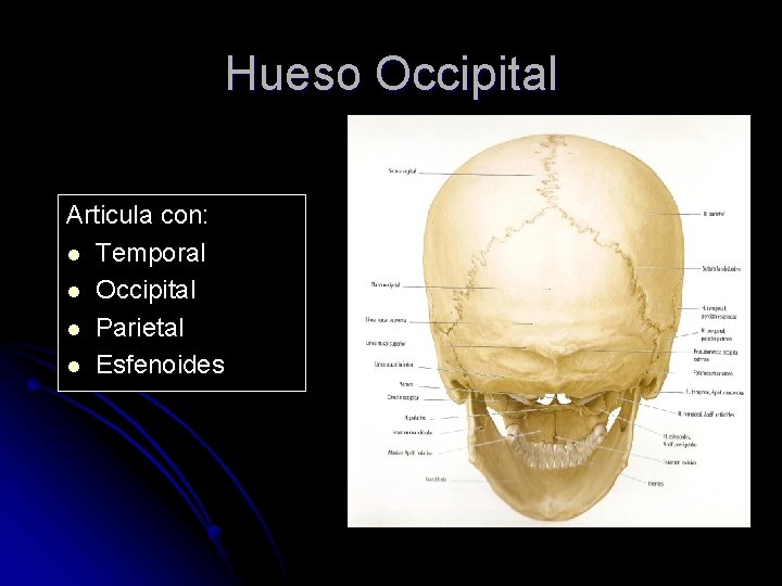 Hueso Occipital Articula con: l Temporal l Occipital l Parietal l Esfenoides 