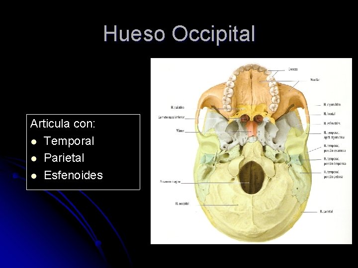 Hueso Occipital Articula con: l Temporal l Parietal l Esfenoides 