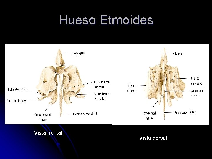Hueso Etmoides Vista frontal Vista dorsal 
