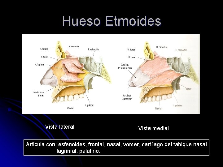 Hueso Etmoides Vista lateral Vista medial Articula con: esfenoides, frontal, nasal, vomer, cartílago del