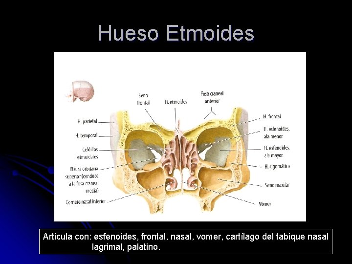 Hueso Etmoides Articula con: esfenoides, frontal, nasal, vomer, cartílago del tabique nasal lagrimal, palatino.