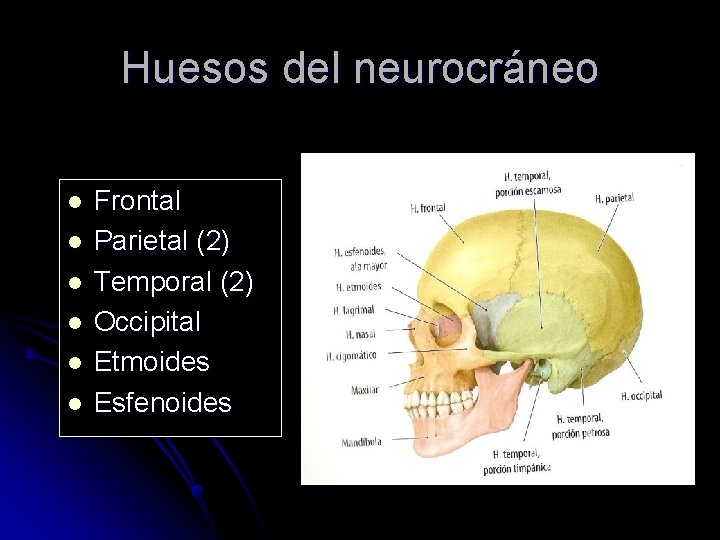 Huesos del neurocráneo l l l Frontal Parietal (2) Temporal (2) Occipital Etmoides Esfenoides