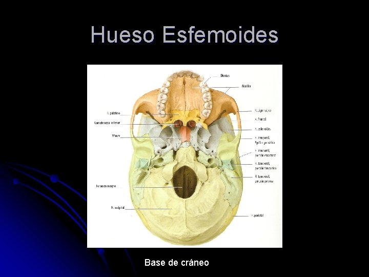 Hueso Esfemoides Base de cráneo 