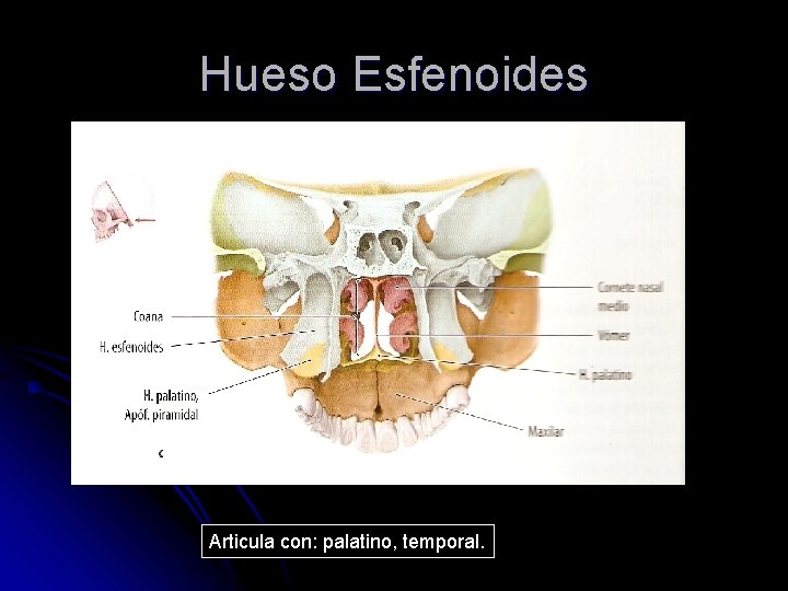 Hueso Esfenoides Articula con: palatino, temporal. 