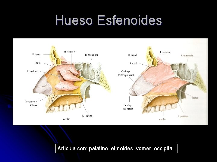 Hueso Esfenoides Articula con: palatino, etmoides, vomer, occipital. 