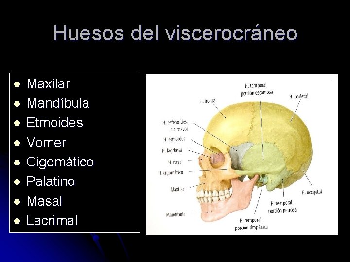 Huesos del viscerocráneo l l l l Maxilar Mandíbula Etmoides Vomer Cigomático Palatino Masal