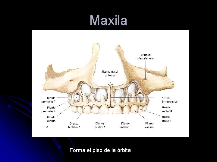 Maxila Forma el piso de la órbita 