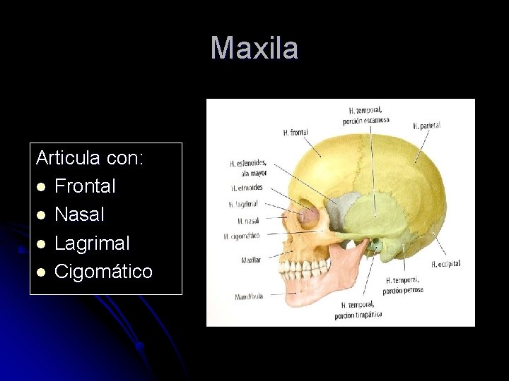 Maxila Articula con: l Frontal l Nasal l Lagrimal l Cigomático 