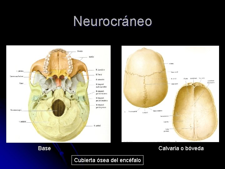 Neurocráneo Base Calvaria o bóveda Cubierta ósea del encéfalo 