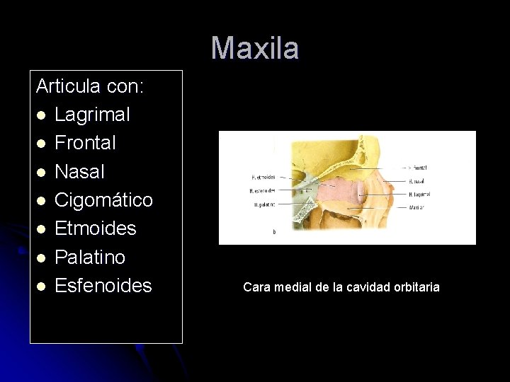 Maxila Articula con: l Lagrimal l Frontal l Nasal l Cigomático l Etmoides l