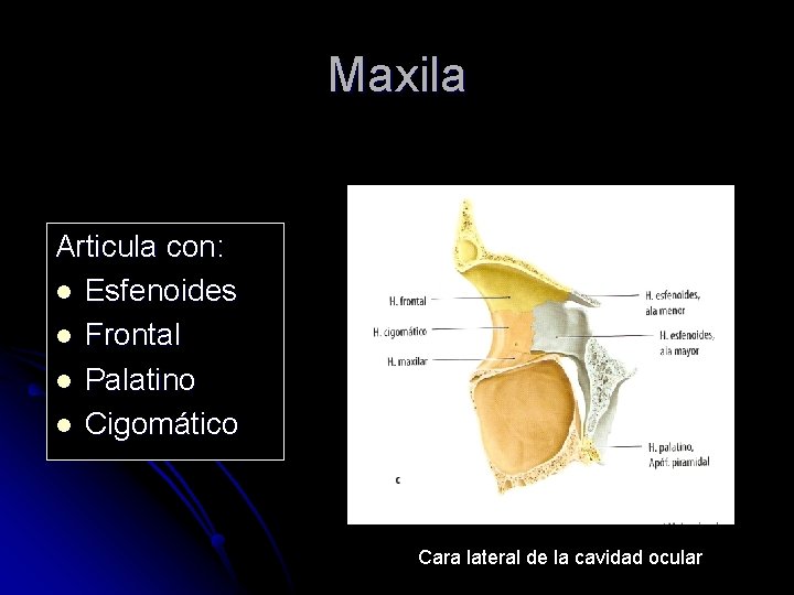 Maxila Articula con: l Esfenoides l Frontal l Palatino l Cigomático Cara lateral de