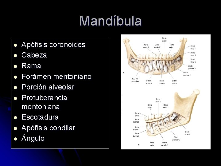 Mandíbula l l l l l Apófisis coronoides Cabeza Rama Forámen mentoniano Porción alveolar