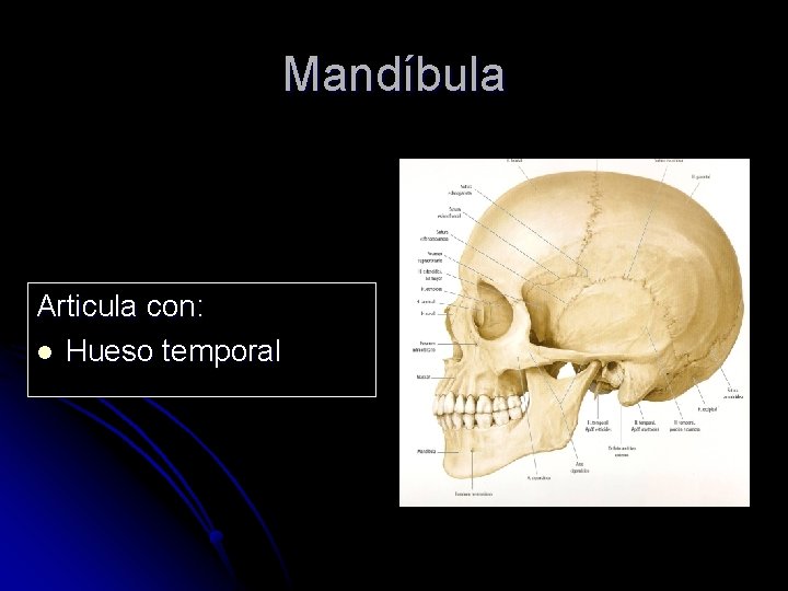 Mandíbula Articula con: l Hueso temporal 