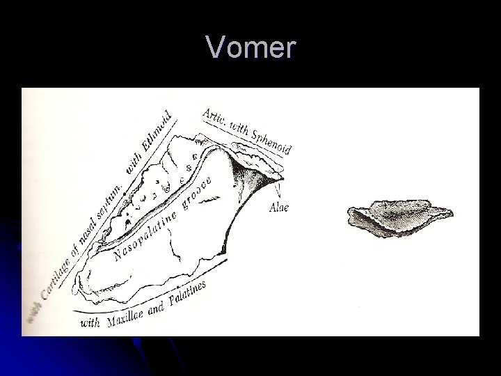 Vomer 