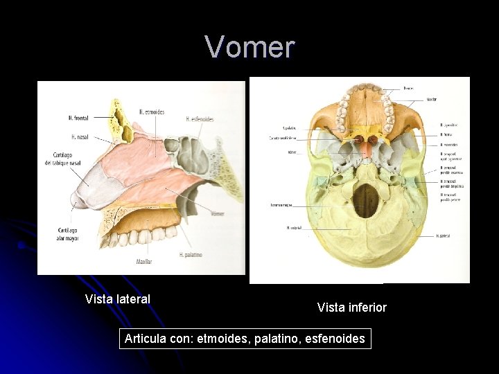Vomer Vista lateral Vista inferior Articula con: etmoides, palatino, esfenoides 