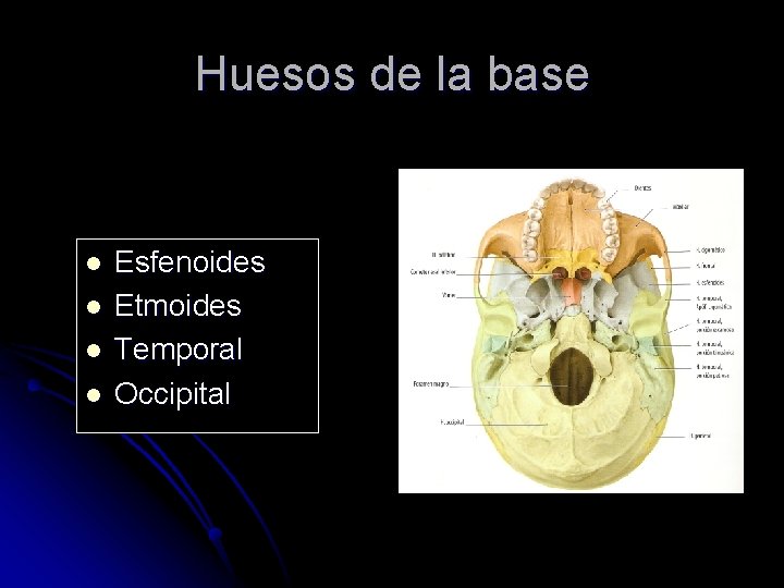 Huesos de la base l l Esfenoides Etmoides Temporal Occipital 