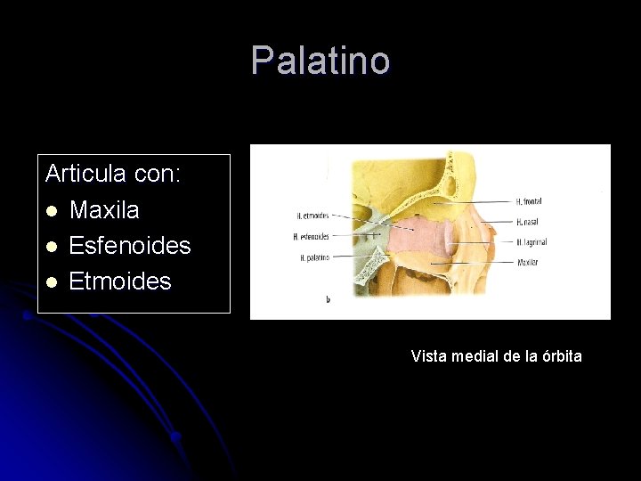 Palatino Articula con: l Maxila l Esfenoides l Etmoides Vista medial de la órbita