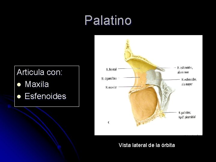 Palatino Articula con: l Maxila l Esfenoides Vista lateral de la órbita 