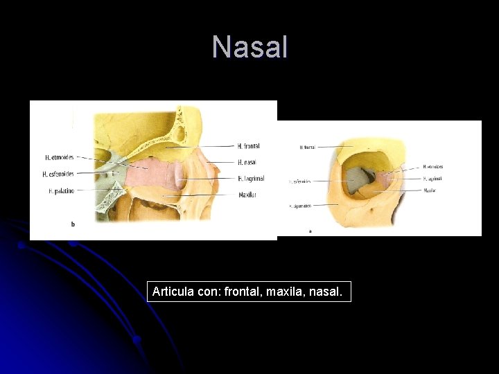 Nasal Articula con: frontal, maxila, nasal. 
