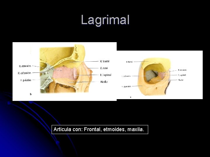 Lagrimal Articula con: Frontal, etmoides, maxila. 