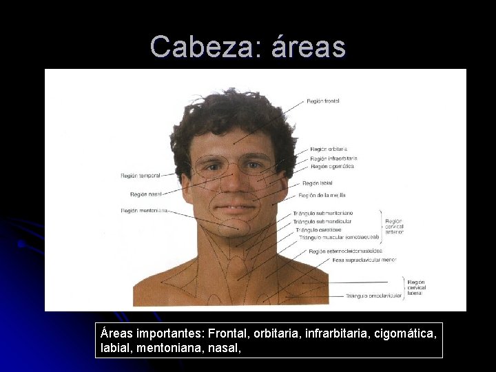 Cabeza: áreas Áreas importantes: Frontal, orbitaria, infrarbitaria, cigomática, labial, mentoniana, nasal, 