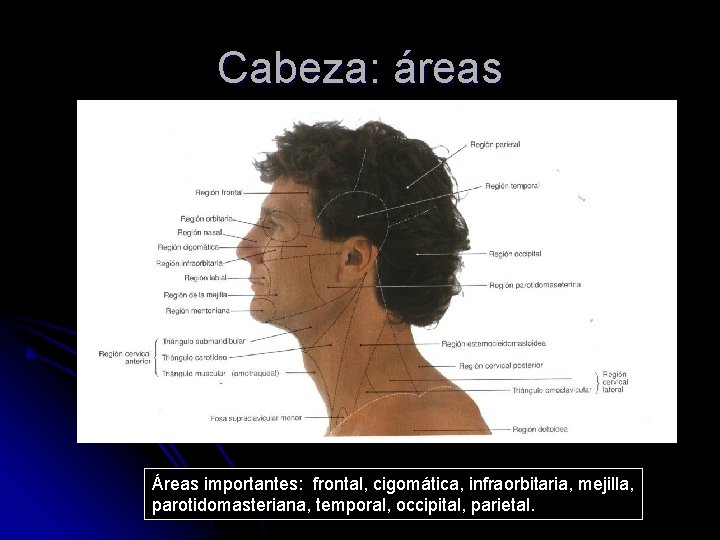 Cabeza: áreas Áreas importantes: frontal, cigomática, infraorbitaria, mejilla, parotidomasteriana, temporal, occipital, parietal. 