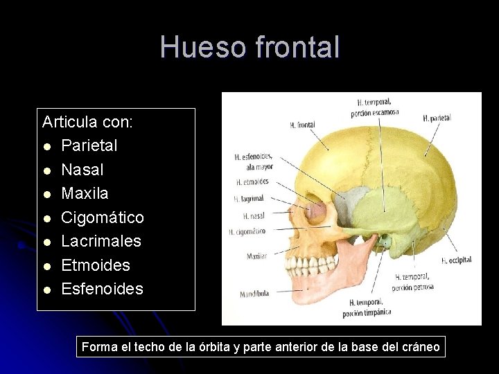 Hueso frontal Articula con: l Parietal l Nasal l Maxila l Cigomático l Lacrimales