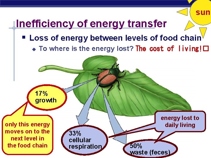 sun Inefficiency of energy transfer § Loss of energy between levels of food chain