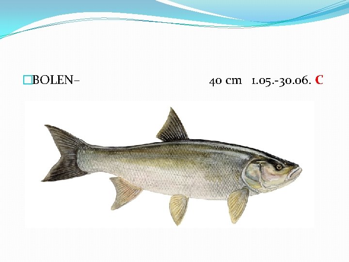 �BOLEN– 40 cm 1. 05. -30. 06. C 