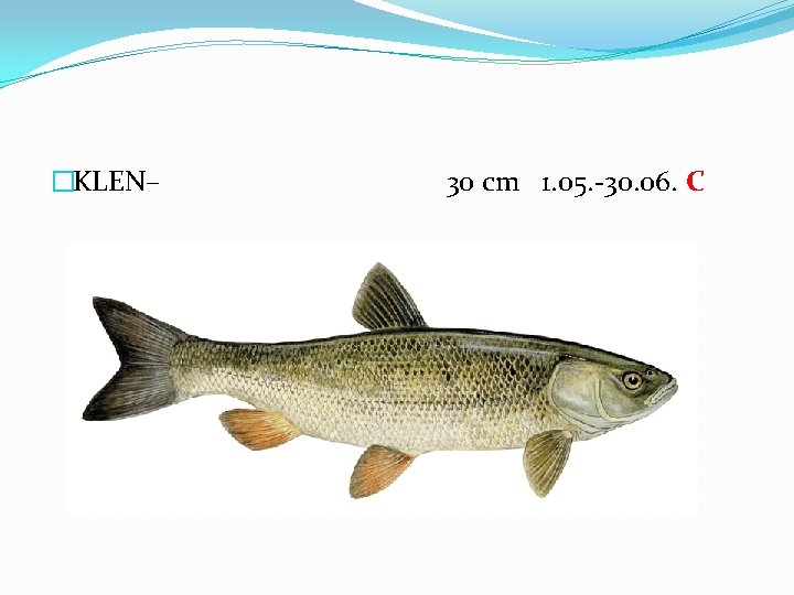 �KLEN– 30 cm 1. 05. -30. 06. C 