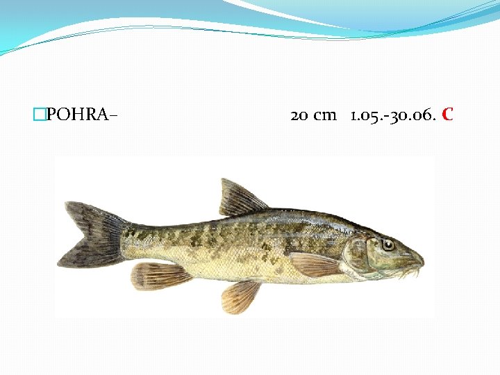 �POHRA– 20 cm 1. 05. -30. 06. C 