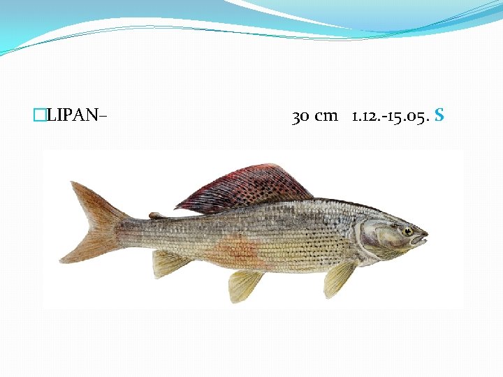 �LIPAN– 30 cm 1. 12. -15. 05. S 