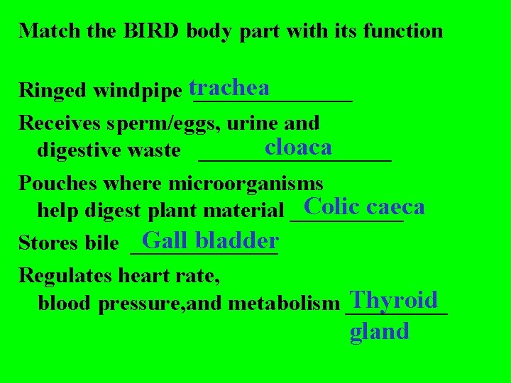 Match the BIRD body part with its function Ringed windpipe trachea _______ Receives sperm/eggs,