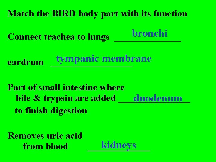 Match the BIRD body part with its function bronchi Connect trachea to lungs _______