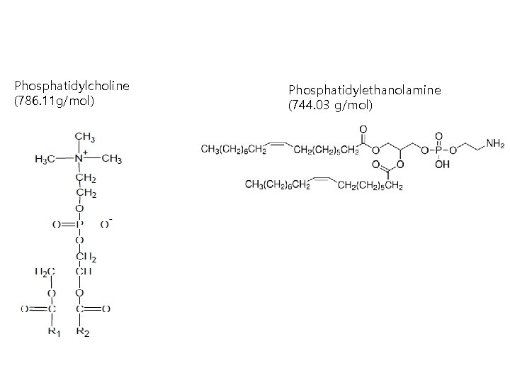 Phosphatidylcholine (786. 11 g/mol) Phosphatidylethanolamine (744. 03 g/mol) 