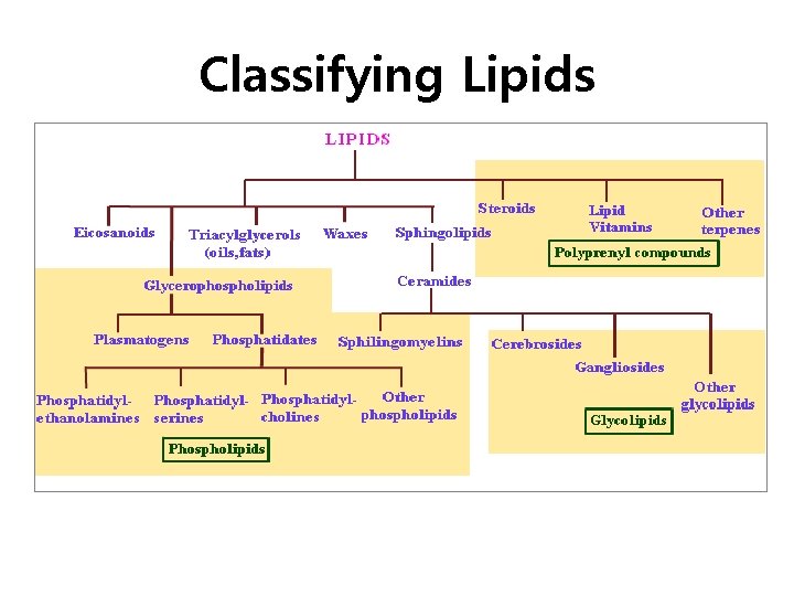 Classifying Lipids 