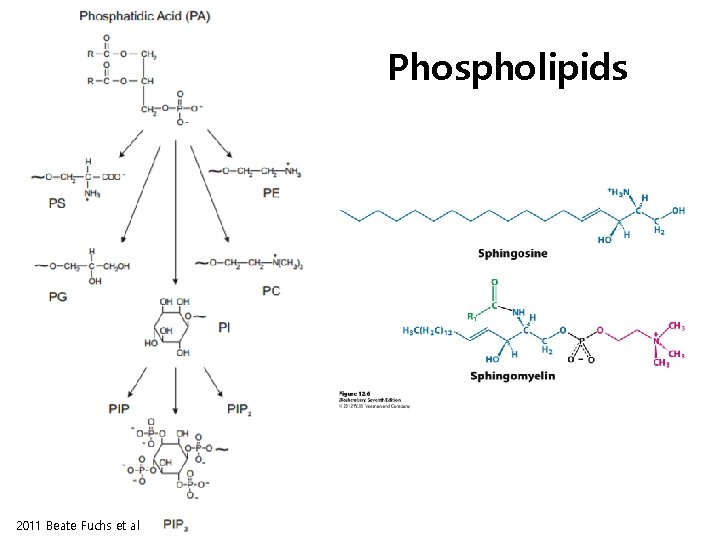 Phospholipids 2011 Beate Fuchs et al 