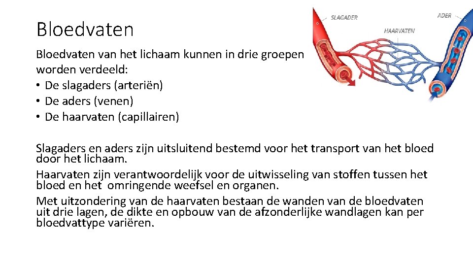 Bloedvaten van het lichaam kunnen in drie groepen worden verdeeld: • De slagaders (arteriën)