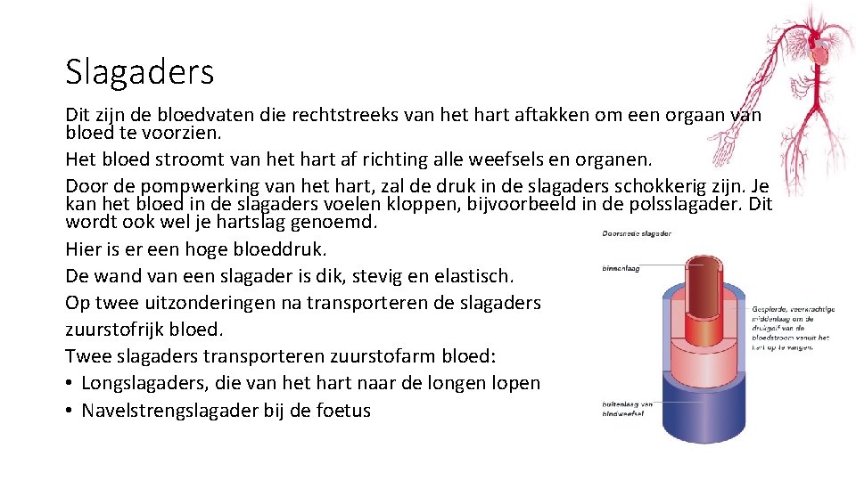 Slagaders Dit zijn de bloedvaten die rechtstreeks van het hart aftakken om een orgaan