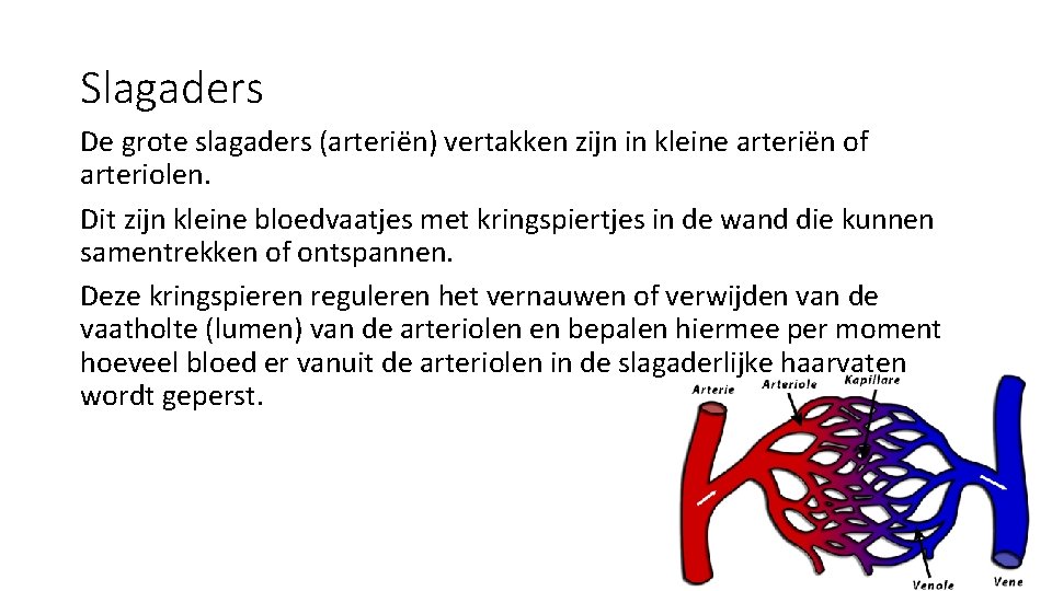 Slagaders De grote slagaders (arteriën) vertakken zijn in kleine arteriën of arteriolen. Dit zijn