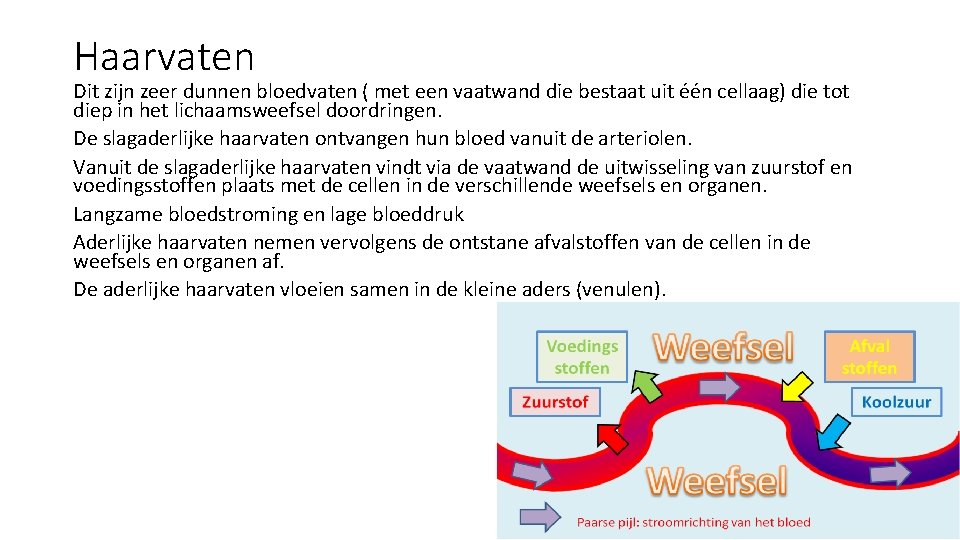 Haarvaten Dit zijn zeer dunnen bloedvaten ( met een vaatwand die bestaat uit één