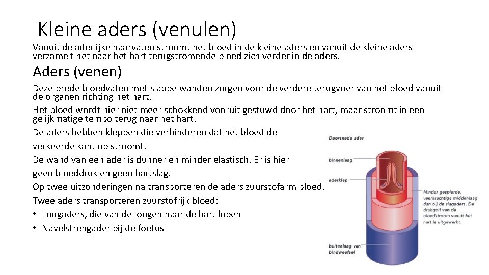 Kleine aders (venulen) Vanuit de aderlijke haarvaten stroomt het bloed in de kleine aders