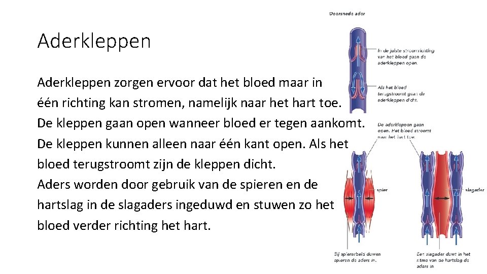 Aderkleppen zorgen ervoor dat het bloed maar in één richting kan stromen, namelijk naar