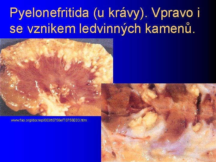 Pyelonefritida (u krávy). Vpravo i se vznikem ledvinných kamenů. www. fao. org/docrep/003/t 0756 e/T