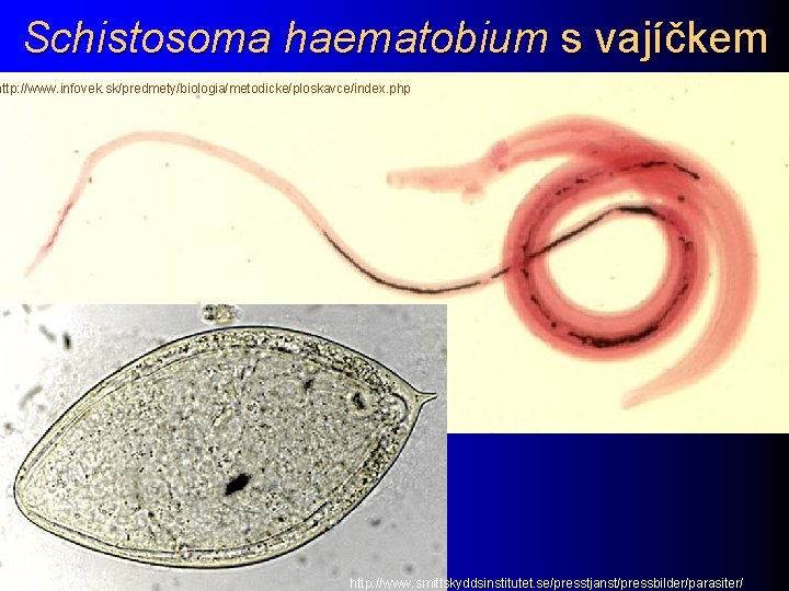 Schistosoma haematobium s vajíčkem http: //www. infovek. sk/predmety/biologia/metodicke/ploskavce/index. php http: //www. smittskyddsinstitutet. se/presstjanst/pressbilder/parasiter/ 