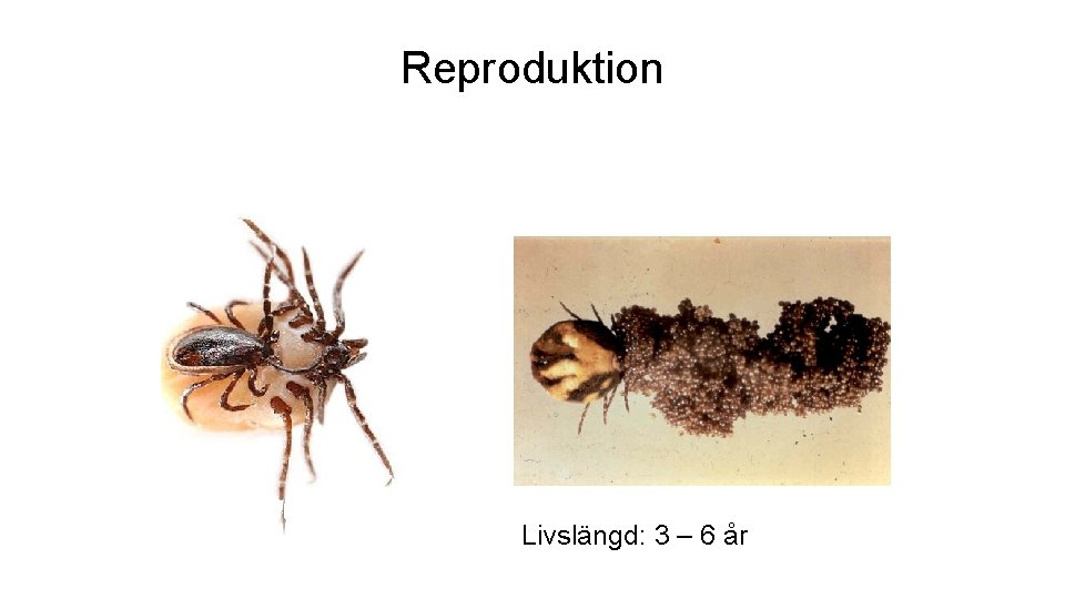 Reproduktion Livslängd: 3 – 6 år 