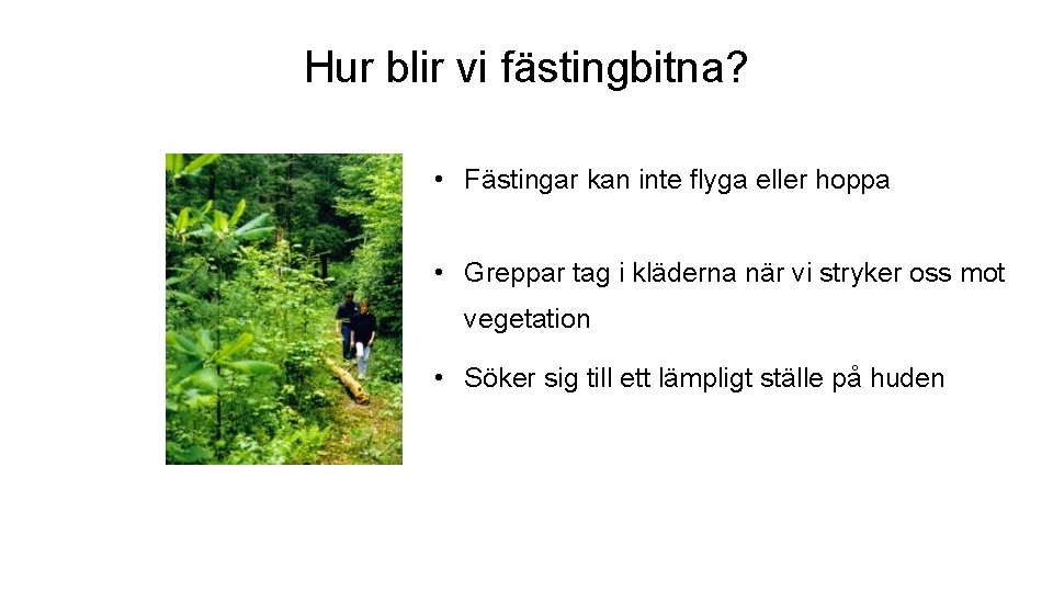 Hur blir vi fästingbitna? • Fästingar kan inte flyga eller hoppa • Greppar tag