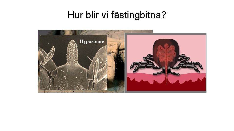 Hur blir vi fästingbitna? 